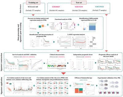 Identification and validation of a novel phagocytosis regulators-related signature with potential prognostic and immunotherapeutic value in patients with lung adenocarcinoma